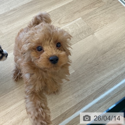 千葉県のトイプードル(トイ) (ペットプラス コトエ流山おおたかの森店/2026年2月1日生まれ/男の子/レッド)の子犬の3枚目の画像