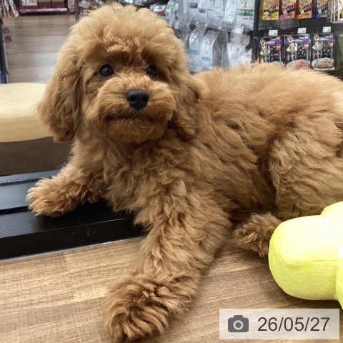 茨城県のトイプードル(トイ) (ペッツワン つくば店/2026年2月1日生まれ/女の子/レッド)の子犬の4枚目の画像