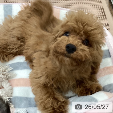 茨城県のトイプードル(トイ) (ペッツワン つくば店/2026年2月1日生まれ/女の子/レッド)の子犬の3枚目の画像