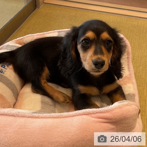 福島県のミニチュアダックスフンド(ロング) (ペットプラス イオンタウン郡山店/2026年1月30日生まれ/女の子/ブラックタン)の子犬の4枚目の画像