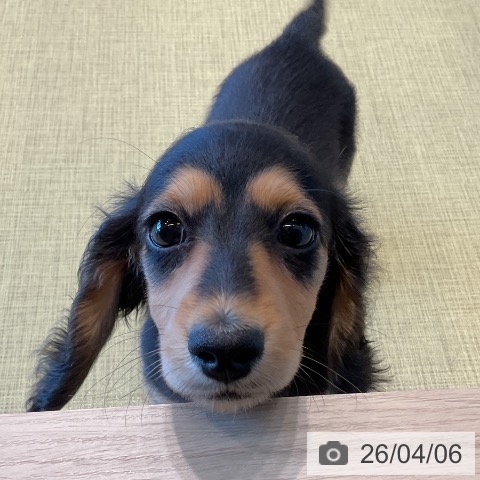 福島県のミニチュアダックスフンド(ロング) (ペットプラス イオンタウン郡山店/2026年1月30日生まれ/女の子/ブラックタン)の子犬の3枚目の画像