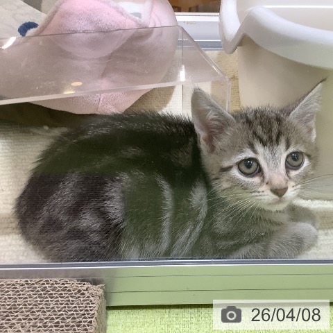 埼玉県のアメリカンショートヘアー (ペットプラス 羽生店/2026年2月1日生まれ/男の子/シルバータビー)の子猫の3枚目の画像