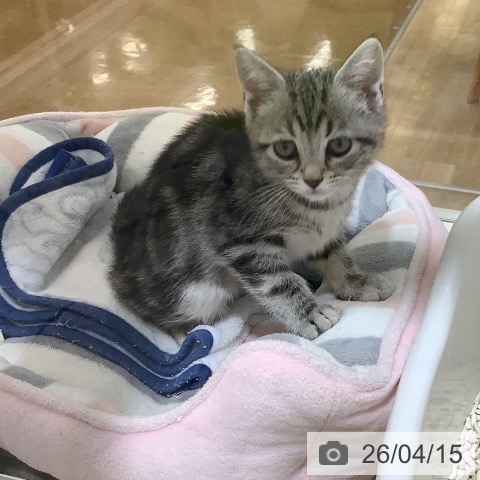 埼玉県のアメリカンショートヘアー (ペットプラス 羽生店/2026年2月1日生まれ/男の子/シルバータビー)の子猫の4枚目の画像