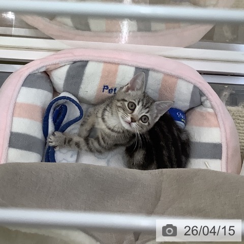 埼玉県のアメリカンショートヘアー (ペットプラス 羽生店/2026年2月1日生まれ/男の子/シルバータビー)の子猫の3枚目の画像