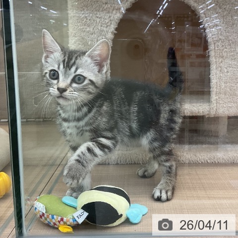 神奈川県のアメリカンショートヘアー (ペッツワン 横須賀久里浜店/2026年2月1日生まれ/男の子/シルバータビー)の子猫の4枚目の画像