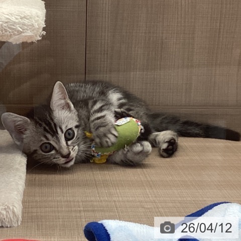 神奈川県のアメリカンショートヘアー (ペッツワン 横須賀久里浜店/2026年2月1日生まれ/男の子/シルバータビー)の子猫の3枚目の画像