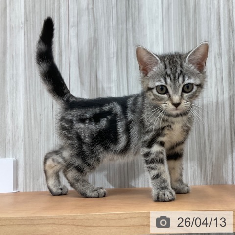 長野県のアメリカンショートヘアー (ペットプラス 上田店/2026年2月1日生まれ/女の子/シルバータビー)の子猫の4枚目の画像