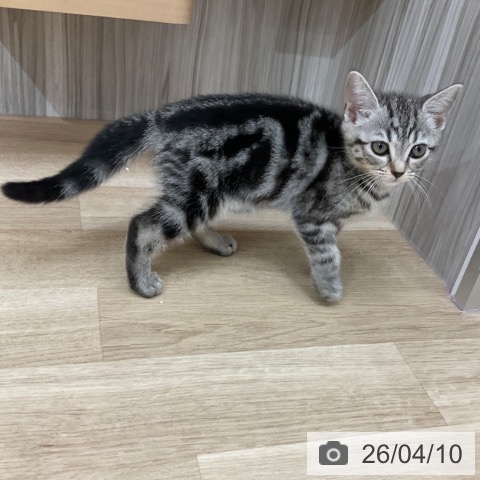 長野県のアメリカンショートヘアー (ペットプラス 上田店/2026年2月1日生まれ/女の子/シルバータビー)の子猫の3枚目の画像