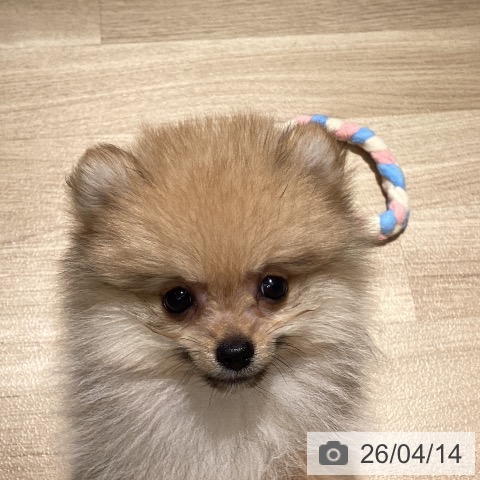 埼玉県のポメラニアン (ペットプラス イオンモール春日部店/2026年1月31日生まれ/男の子/オレンジ)の子犬の4枚目の画像