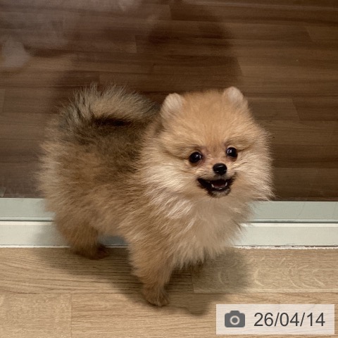 埼玉県のポメラニアン (ペットプラス イオンモール春日部店/2026年1月31日生まれ/男の子/オレンジ)の子犬の3枚目の画像