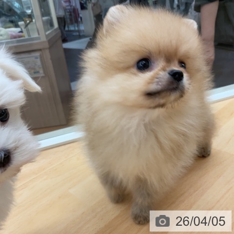 埼玉県のポメラニアン (ペットプラス 浦和美園店/2026年1月31日生まれ/男の子/オレンジ)の子犬の3枚目の画像
