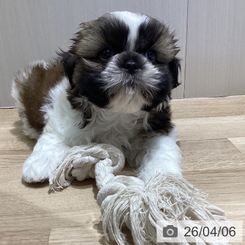 長野県のシーズー (ペットプラス 須坂店/2026年1月31日生まれ/男の子/ホワイトゴールド)の子犬の4枚目の画像