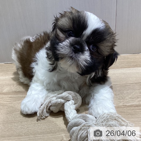 長野県のシーズー (ペットプラス 須坂店/2026年1月31日生まれ/男の子/ホワイトゴールド)の子犬の3枚目の画像