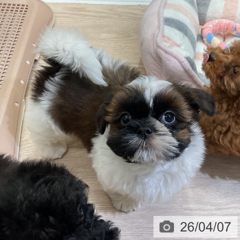 埼玉県のシーズー (ペットプラス 上尾店/2026年1月31日生まれ/女の子/ホワイトゴールド)の子犬の4枚目の画像