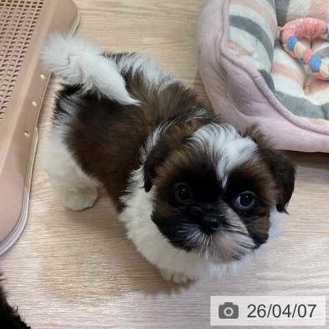 埼玉県のシーズー (ペットプラス 上尾店/2026年1月31日生まれ/女の子/ホワイトゴールド)の子犬の3枚目の画像