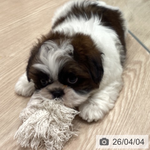 埼玉県のシーズー (ペットプラス 川口店/2026年1月31日生まれ/女の子/ホワイトゴールド)の子犬の4枚目の画像