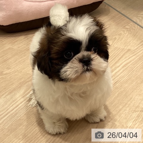 埼玉県のシーズー (ペットプラス 川口店/2026年1月31日生まれ/女の子/ホワイトゴールド)の子犬の3枚目の画像