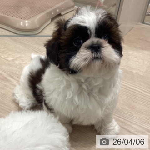 埼玉県のシーズー (ペットプラス 川口店/2026年1月31日生まれ/女の子/ホワイトゴールド)の子犬の3枚目の画像