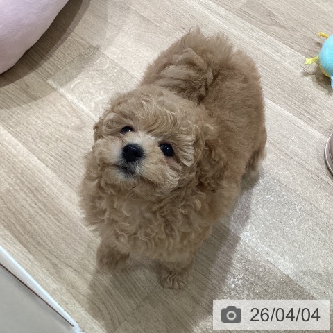 神奈川県のトイプードル(トイ) (ペットプラス ゆめが丘ソラトス店/2026年2月2日生まれ/男の子/アプリコット)の子犬の4枚目の画像