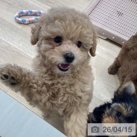 神奈川県のトイプードル(トイ) (ペットプラス ゆめが丘ソラトス店/2026年2月2日生まれ/男の子/アプリコット)の子犬の4枚目の画像