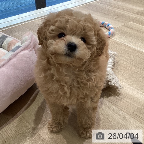 神奈川県のトイプードル(トイ) (ペットプラス ゆめが丘ソラトス店/2026年2月2日生まれ/男の子/アプリコット)の子犬の3枚目の画像