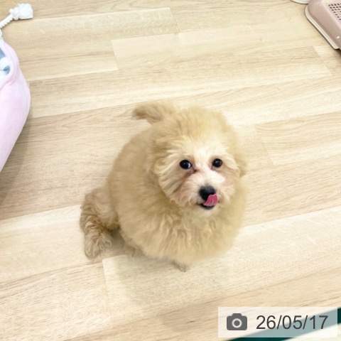 神奈川県のトイプードル(トイ) (ペットプラス 相模原並木店/2026年2月2日生まれ/男の子/アプリコット)の子犬の3枚目の画像