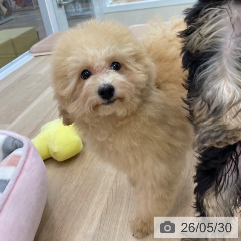 神奈川県のトイプードル(トイ) (ペットプラス 相模原並木店/2026年2月2日生まれ/男の子/アプリコット)の子犬の3枚目の画像