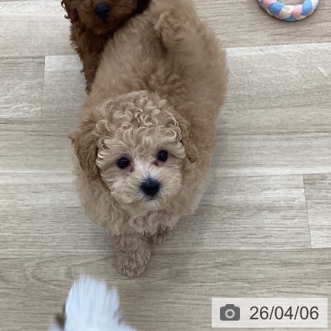 山梨県のトイプードル(トイ) (ペットプラス 甲府国母店/2026年2月2日生まれ/女の子/アプリコット)の子犬の4枚目の画像