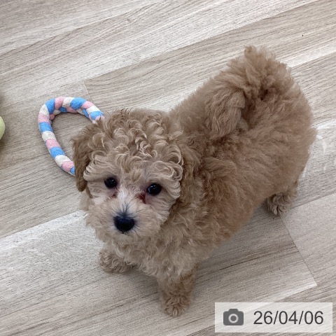 山梨県のトイプードル(トイ) (ペットプラス 甲府国母店/2026年2月2日生まれ/女の子/アプリコット)の子犬の3枚目の画像