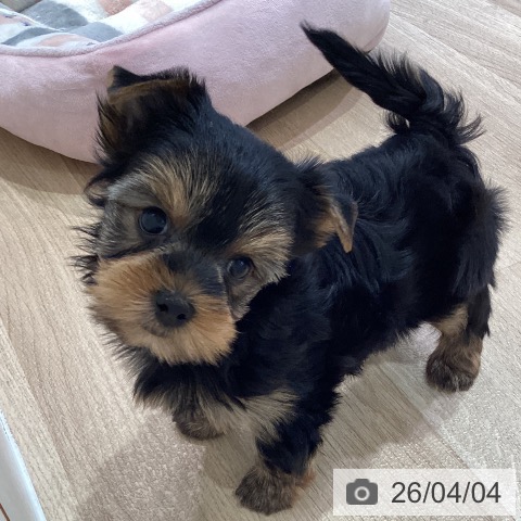 ヨークシャー・テリアの写真