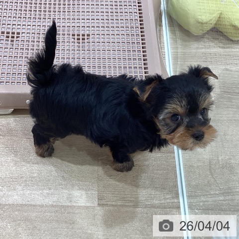 ヨークシャー・テリアの写真