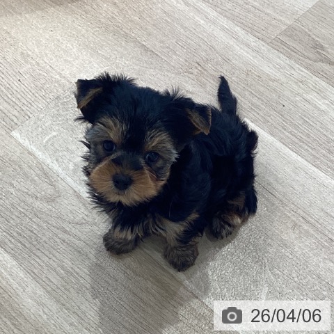 神奈川県のヨークシャーテリア (ペットプラス ゆめが丘ソラトス店/2026年2月2日生まれ/男の子/スチールブルータン)の子犬の3枚目の画像