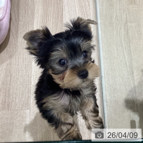 宮城県のヨークシャーテリア (ペットプラス 仙台上杉店/2026年2月2日生まれ/男の子/スチールブルータン)の子犬の4枚目の画像