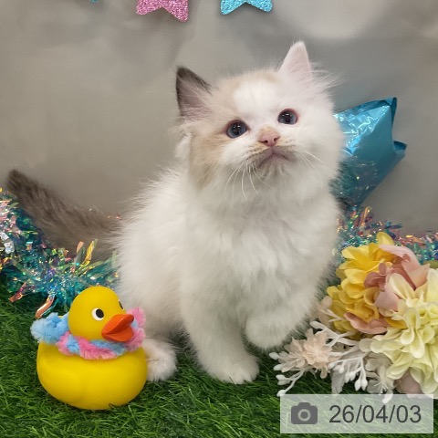 ラグドールの写真