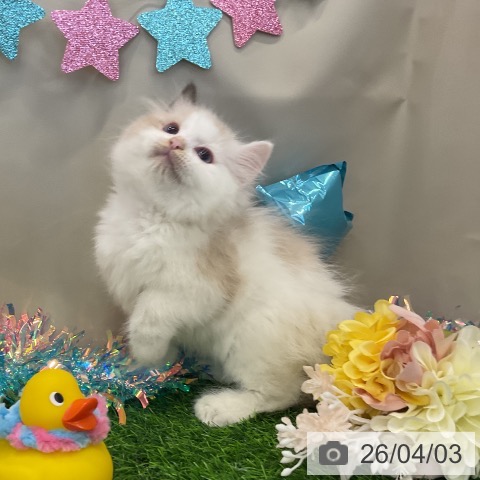 ラグドールの写真