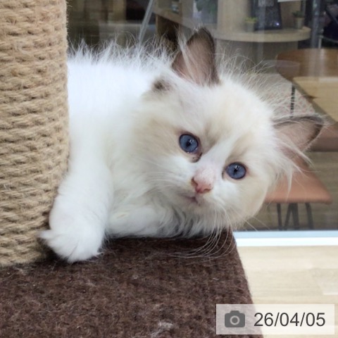 福島県のラグドール (ペットプラス 福島店/2026年2月2日生まれ/男の子/シールポイントバイカラー)の子猫の4枚目の画像