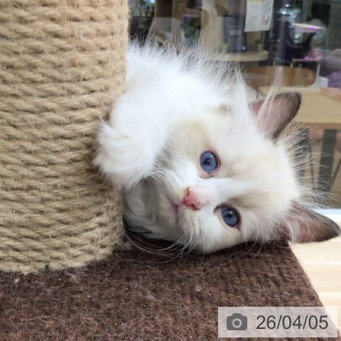 福島県のラグドール (ペットプラス 福島店/2026年2月2日生まれ/男の子/シールポイントバイカラー)の子猫の3枚目の画像