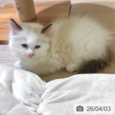 ラグドールの写真