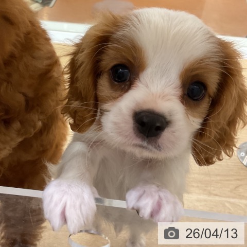 キャバリア・キングチャールズ・スパニエルの写真