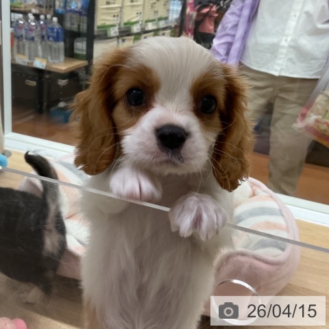 キャバリア・キングチャールズ・スパニエルの写真