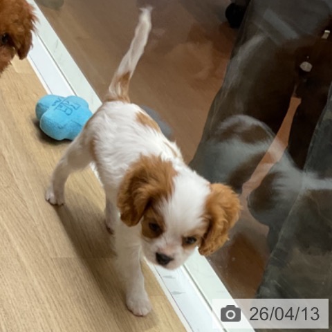 キャバリア・キングチャールズ・スパニエルの写真