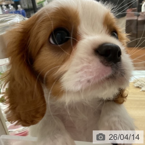キャバリア・キングチャールズ・スパニエルの写真