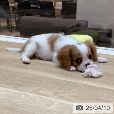 キャバリア・キングチャールズ・スパニエルの写真