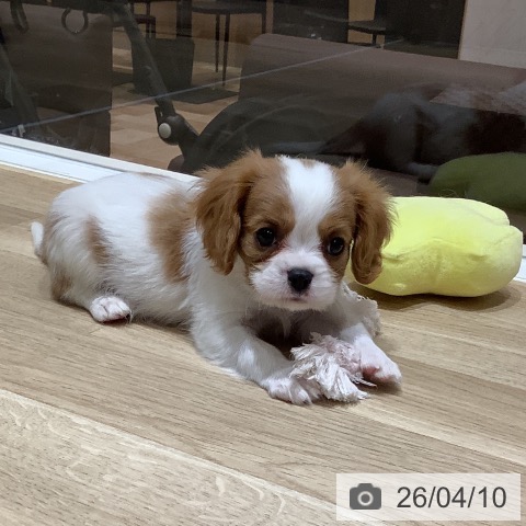 キャバリア・キングチャールズ・スパニエルの写真