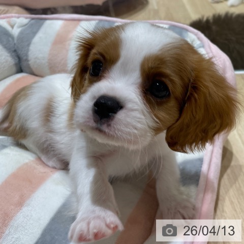 キャバリア・キングチャールズ・スパニエルの写真
