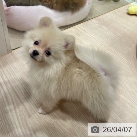 ポメラニアンの写真