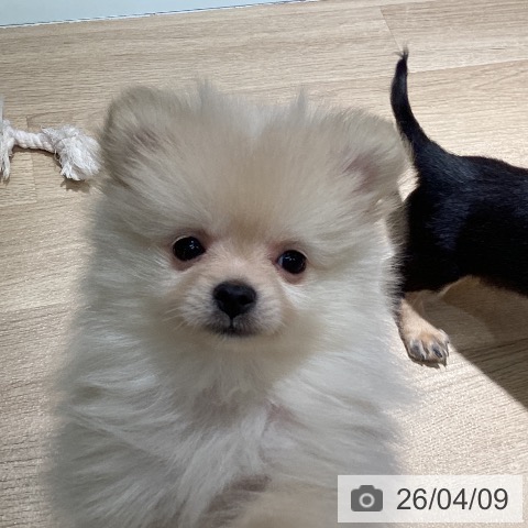 埼玉県のポメラニアン (ペットプラス イオンモール春日部店/2026年2月2日生まれ/女の子/クリーム)の子犬の4枚目の画像