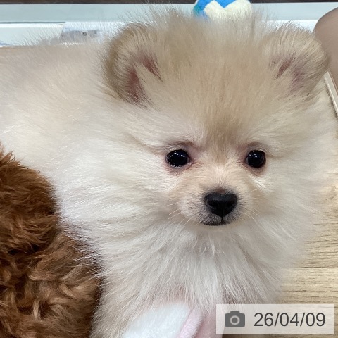 埼玉県のポメラニアン (ペットプラス イオンモール春日部店/2026年2月2日生まれ/女の子/クリーム)の子犬の3枚目の画像
