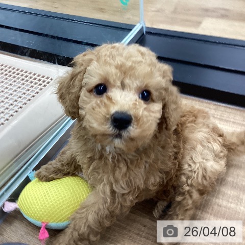 トイ・プードルの写真