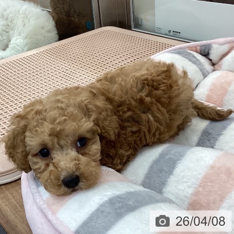 トイ・プードルの写真